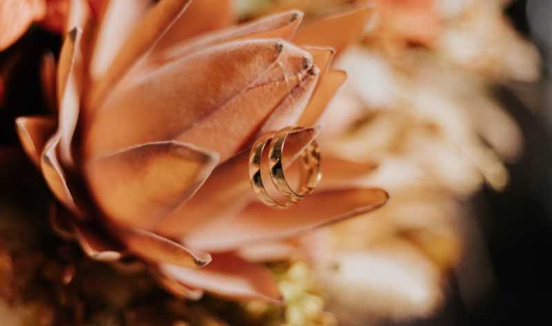 Alianças douradas apoiadas sobre uma flor de protea em tons de terracota